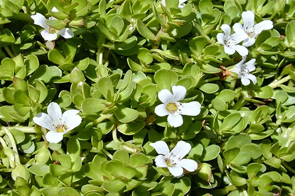 What Is Bacopa Monnieri Extract Powder Used For?